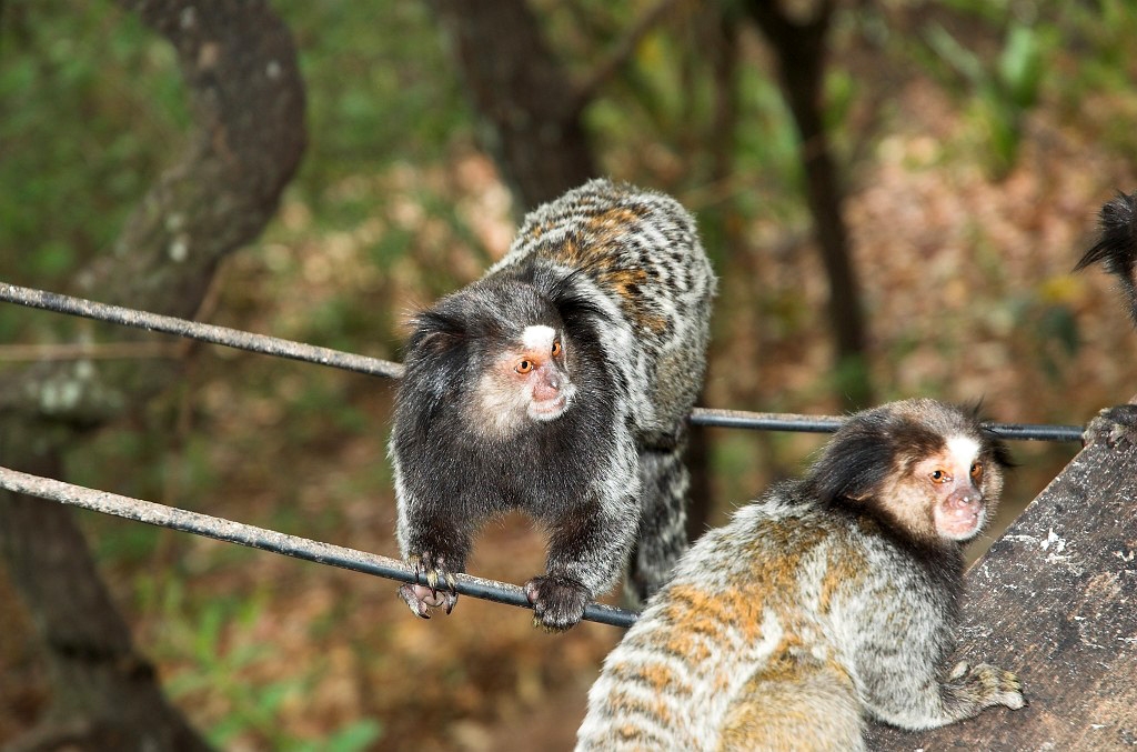 Cipo Mormoset-08.jpg - Tufted-ear Marmoset (Clitoris jacchus), Brazil 2005